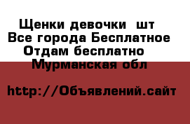 Щенки девочки 4шт - Все города Бесплатное » Отдам бесплатно   . Мурманская обл.